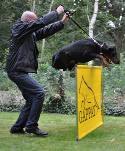 DOGEDUC Photo > chien: DAIKO de ROUGE SANG Proprietaire: Philippe DE SCHEEMAEKERE