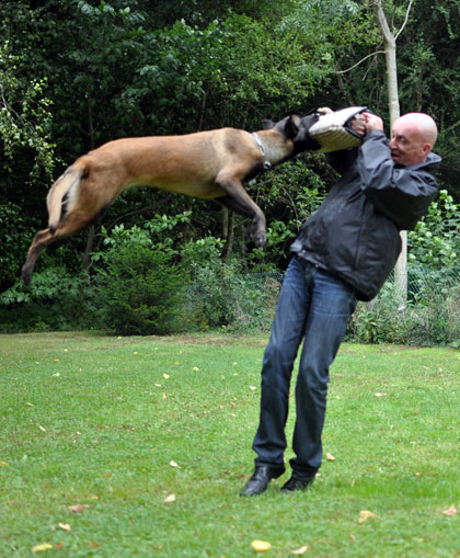 DOGEDUC Photo > chien: KILOU Proprietaire: Philippe DE SCHEEMAEKERE